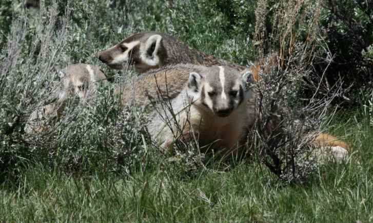 Badger (family group) photo 2