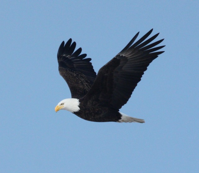 Bald Eagle (adult in flight)
