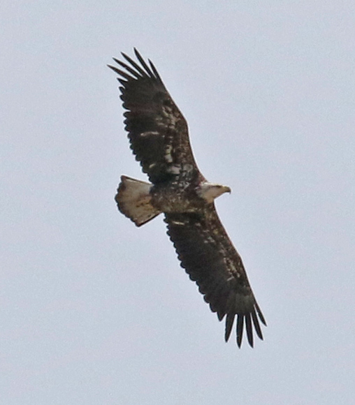 Bald Eagle Photo 3