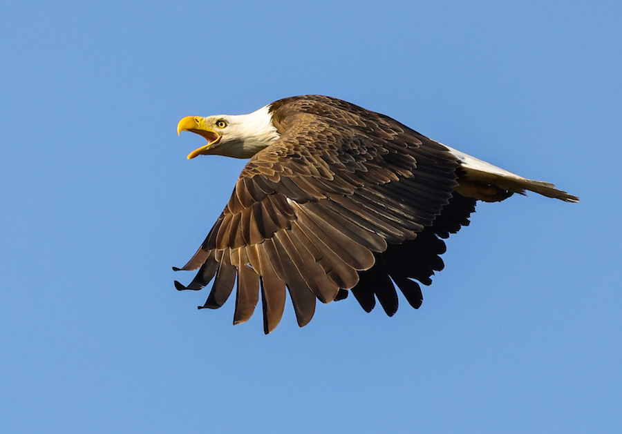 Bald Eagle (adult in flight)