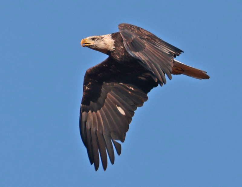 Bald Eagle (4th cycle in flight)