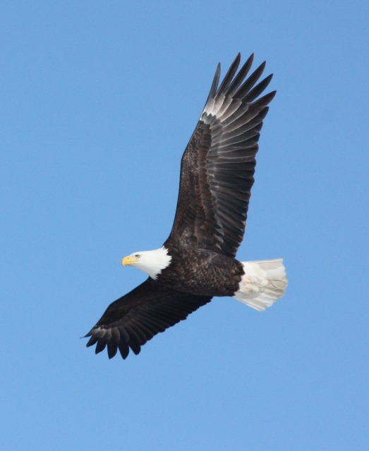 Bald Eagle (adult in flight)