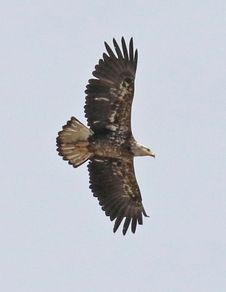 Bald Eagle Photo 2