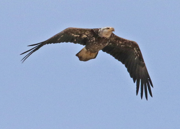 Bald Eagle Photo 4