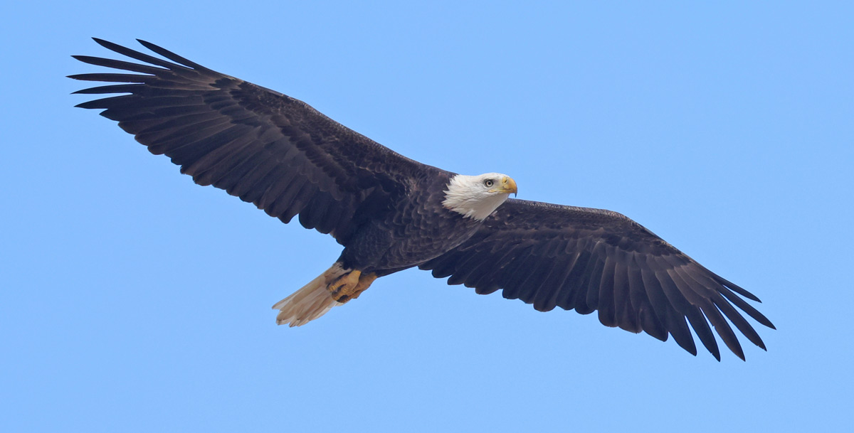 Bald Eagle (adult in flight)