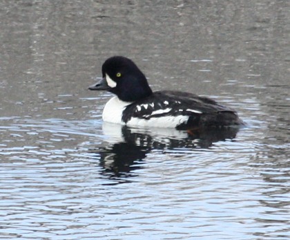 Barrow's Goldeneye photo #3