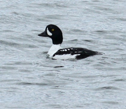 Barrow's Goldeneye photo #2