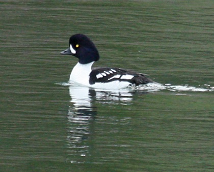 Barrow's Goldeneyephoto #1