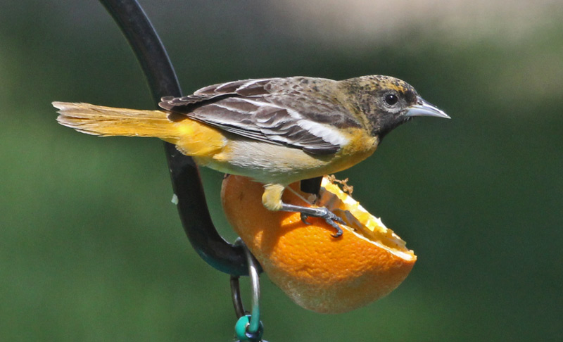 Baltimore Oriole
