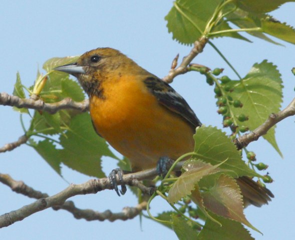 Baltimore Oriole