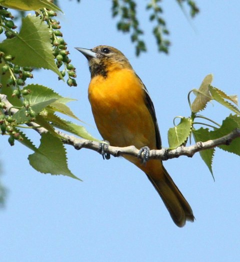 Baltimore Oriole