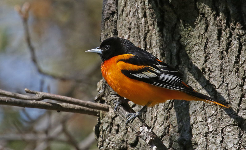 Baltimore Oriole