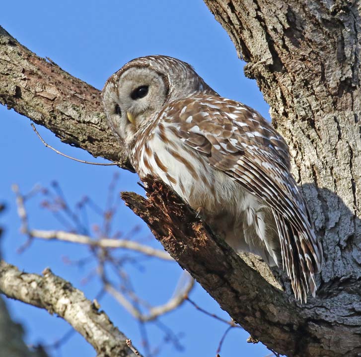 Barred Owl Photo 3