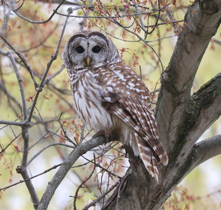 Barred Owl Photo 7