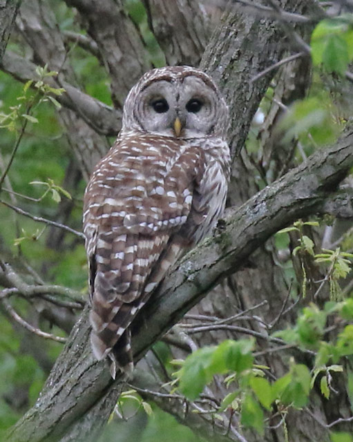 Barred Owl Photo 6