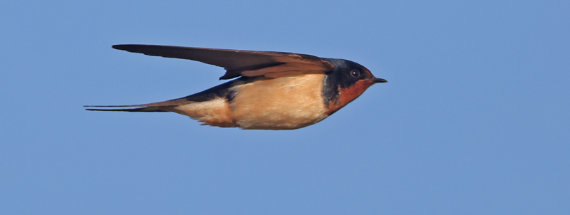 Barn Swallow (adult in flight)
