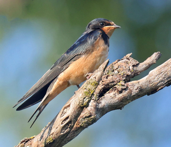 Barn Swallow (juvenile)