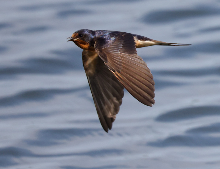 Barn Swallow (adult in flight)