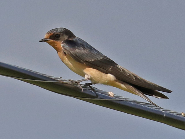 Barn Swallow (juvenile)
