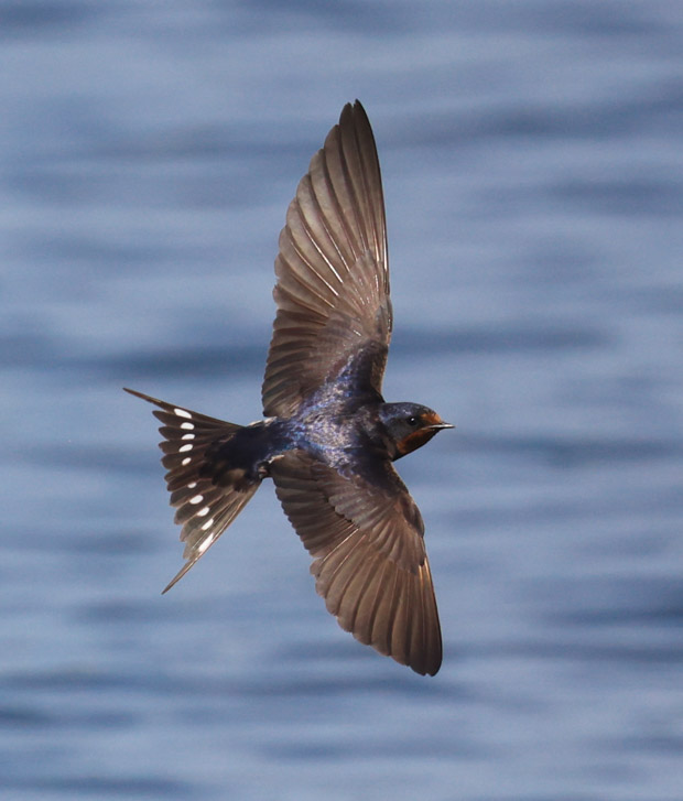 Barn Swallow (adult in flight)