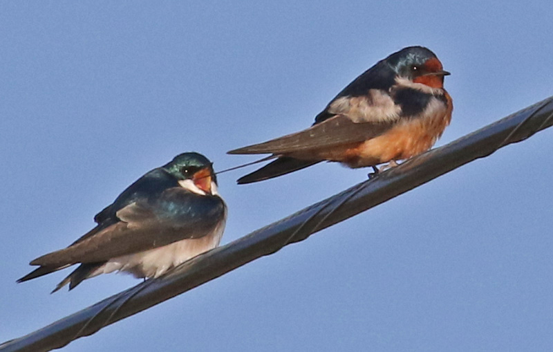 Barn Swallow photo #2