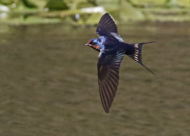 Barn Swallow (adult in flight)