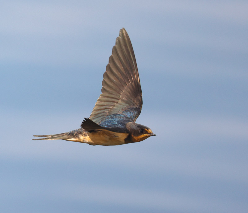Barn Swallow (juvenile in flight)