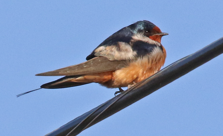 Barn Swallow photo #1