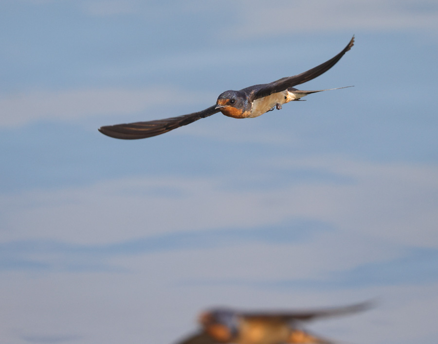 Barn Swallow (adult in flight)
