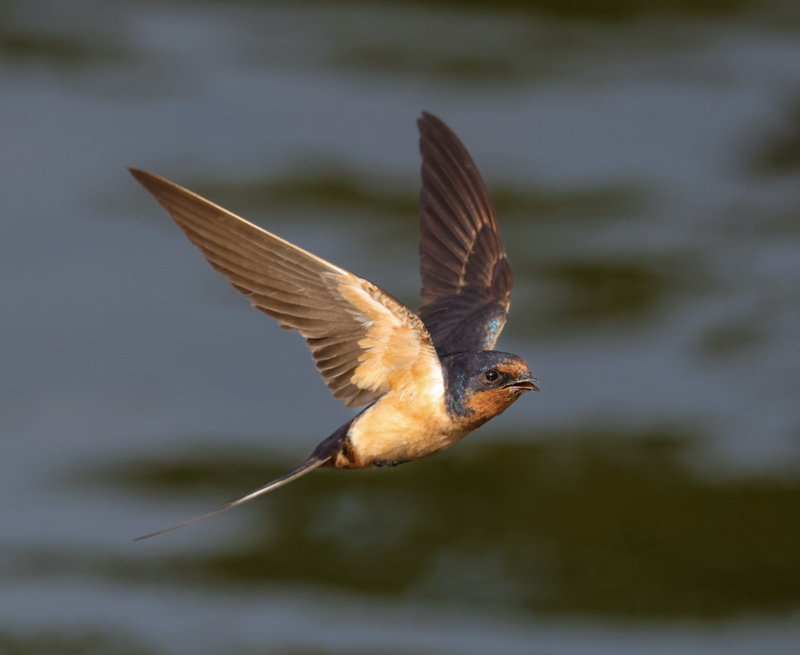 Barn Swallow (adult in flight)