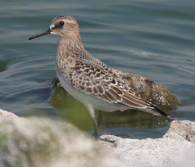 Baird's Sandpiper (juvenile) photo #4