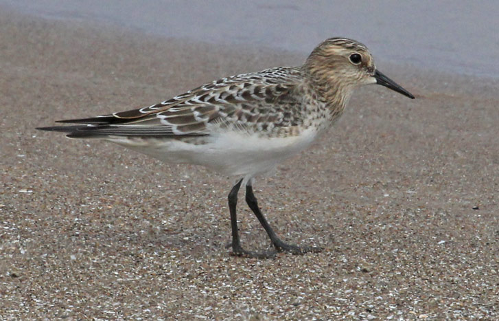 Baird's Sandpiper (juvenile) photo #5