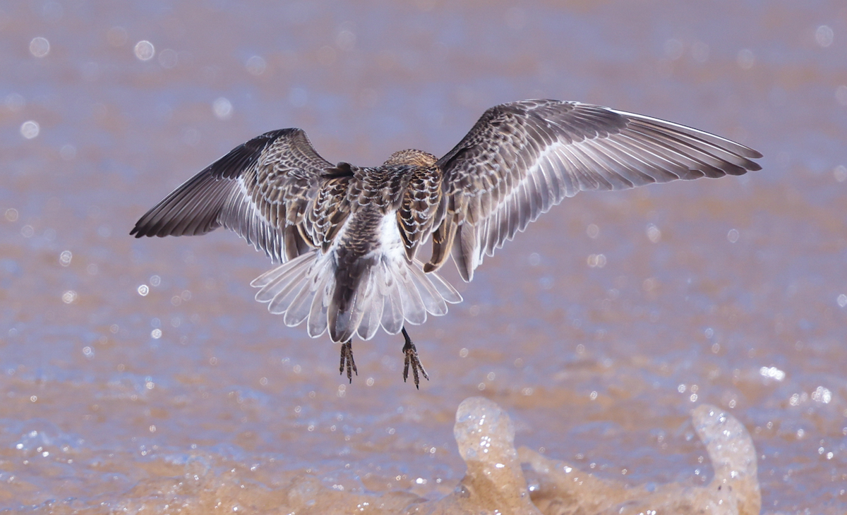 Baird's Sandpiper (juvenile) photo #3