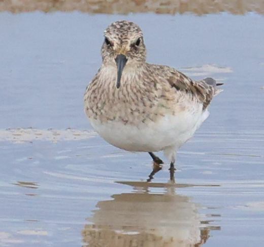 Baird's Sandpiper (adult)