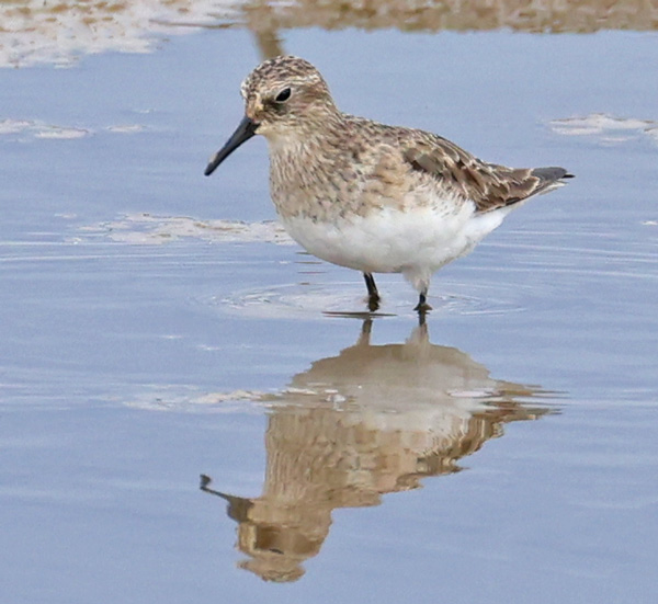 Baird's Sandpiper (adult)
