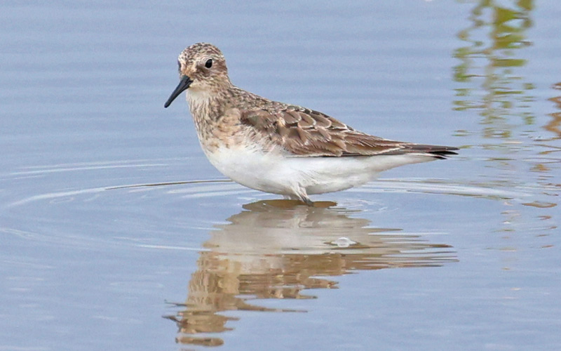 Baird's Sandpiper (adult)