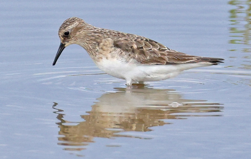 Baird's Sandpiper (adult)