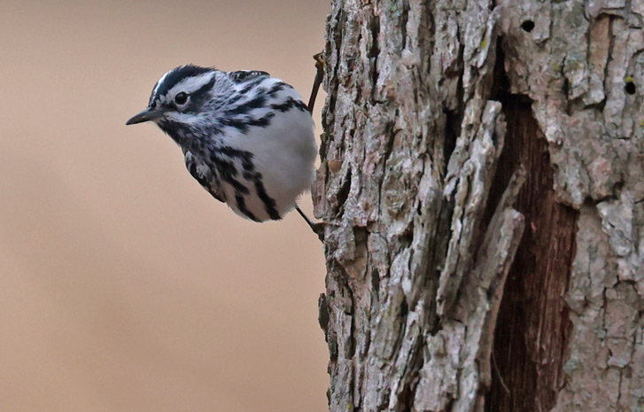 Black and White Warbler