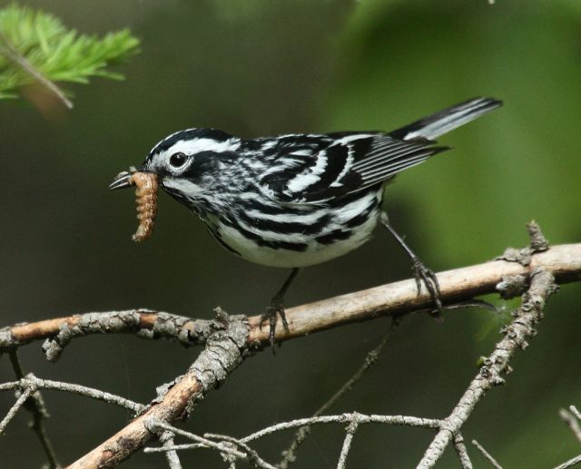 Black and White Warbler