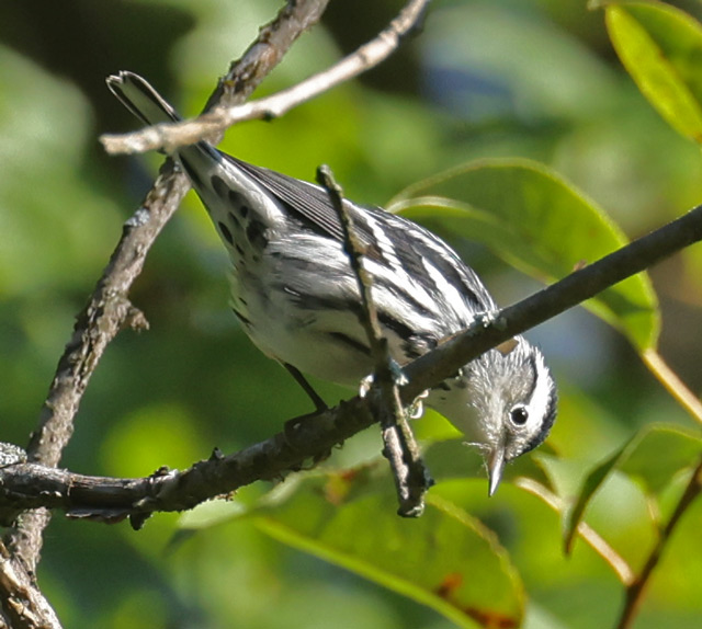Black and White Warbler