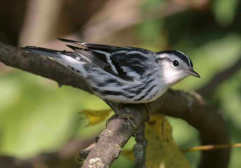 Black and White Warbler