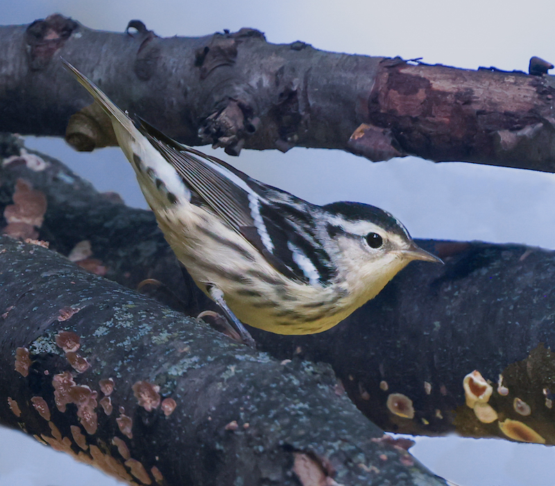 Black and White Warbler (1st fall female)