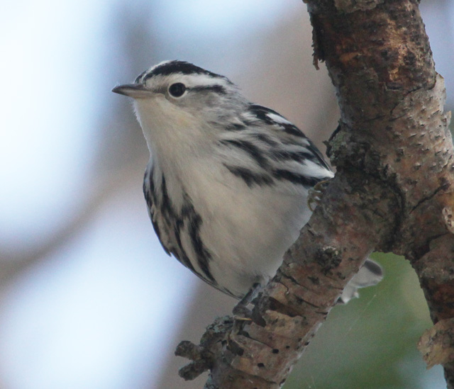 Black and White Warbler