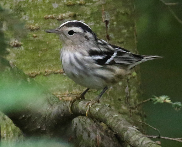 Black and White Warbler (1st fall female)