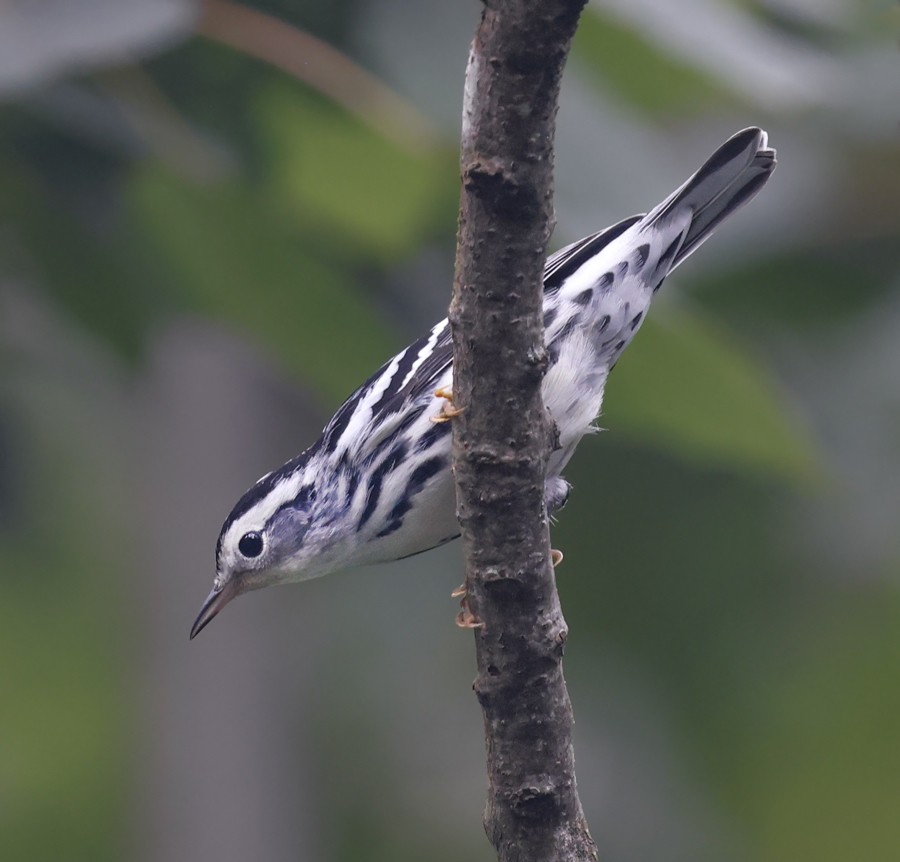 Black and White Warbler