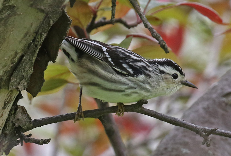 Black and White Warbler (female) photo #5