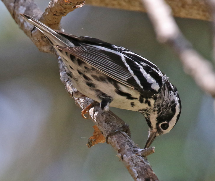 Black and White Warbler (spring adult female)