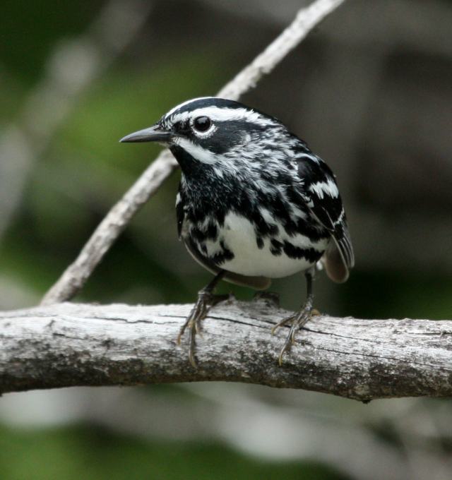Black and White Warbler