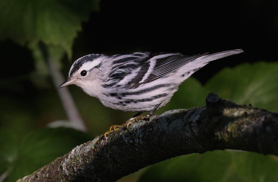 Black and White Warbler