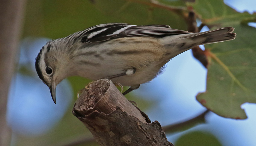 Black and White Warbler (female) photo #4